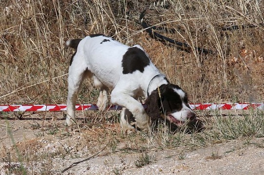Hunt: Dogs search a hilltop area in Praia da Luz