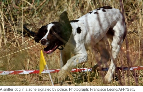 A sniffer dog in a zone signaled by police. Photograph: Francisco Leong/AFP/Getty 