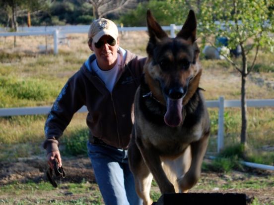 Indiana Bones is an eight-year-old German Shepherd who is a full-time cadaver dog for the Los Angeles County Coroner's office.